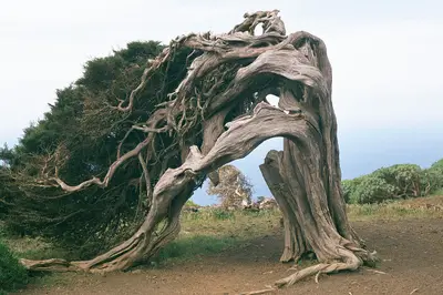 El sabinar de El Hierro: árboles centenarios esculpidos por el viento