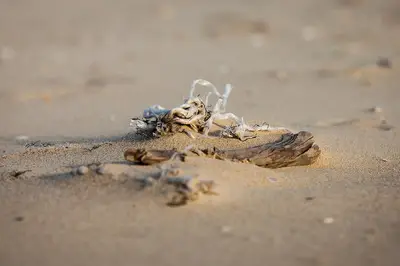 Capbreton, la playa más larga de Europa, a una hora de Donostia