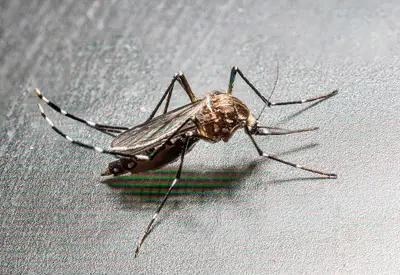 Primera muerte por virus del Nilo en Sevilla eleva a 17 los casos